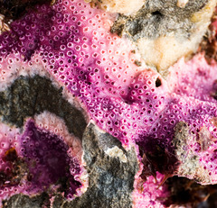 Stylantheca papillosa