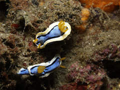 Chromodoris annae