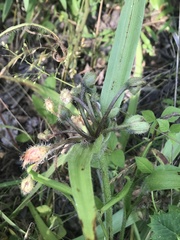 Tradescantia tharpii
