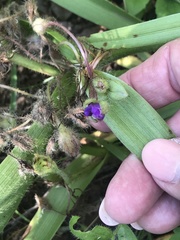 Tradescantia tharpii