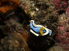 Chromodoris annae