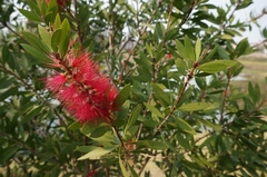 Melaleuca citrina