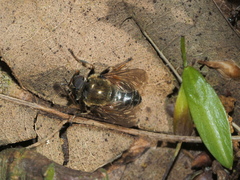 Merodon armipes