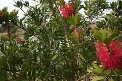 Melaleuca citrina