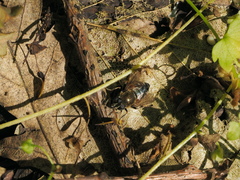 Merodon armipes