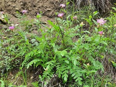 Psephellus daghestanicus