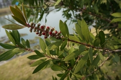 Melaleuca citrina