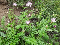 Psephellus daghestanicus