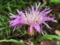 Psephellus daghestanicus