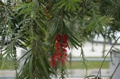 Melaleuca citrina