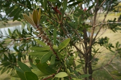 Melaleuca citrina