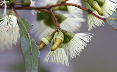 Eucalyptus occidentalis