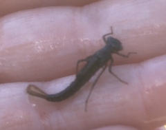 Enallagma cyathigerum