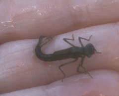 Enallagma cyathigerum