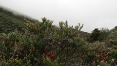 Vaccinium meridionale