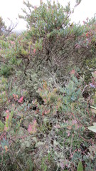 Vaccinium meridionale