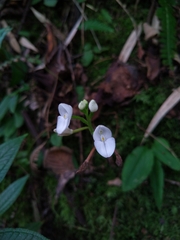 Ponthieva pseudoracemosa