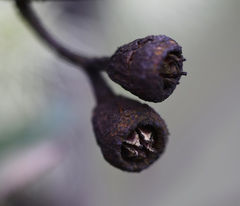 Eucalyptus occidentalis