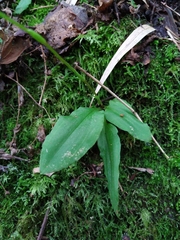 Ponthieva pseudoracemosa