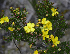 Hibbertia psilocarpa