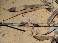 Stenodactylus petrii