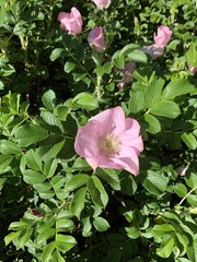 Rosa rugosa