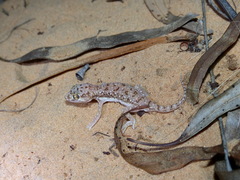 Stenodactylus petrii