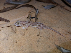 Stenodactylus petrii
