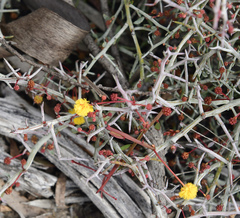 Acacia erinacea