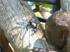 Dendryphantes