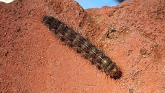 Leptocneria reducta