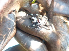 Dendryphantes