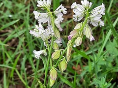 Polygala anatolica