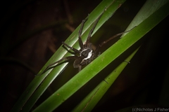 Dolomedes briangreenei