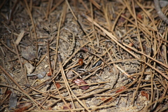 Formica subpolita