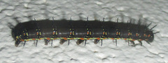 Acraea encedon