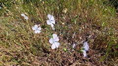 Linum narbonense