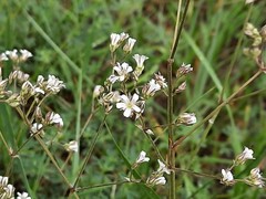 Gypsophila acutifolia