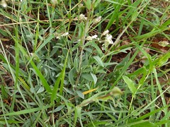 Gypsophila acutifolia