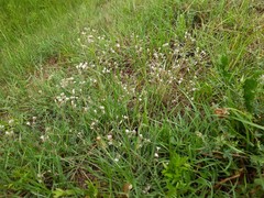 Gypsophila acutifolia