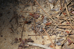 Formica subpolita