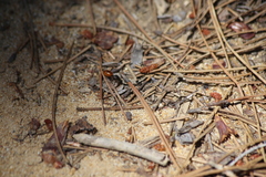Formica subpolita