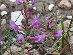 Astragalus haesitabundus