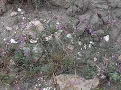Astragalus haesitabundus