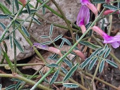 Astragalus haesitabundus