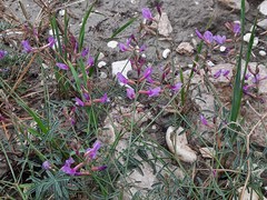 Astragalus haesitabundus