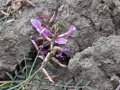 Astragalus haesitabundus