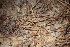 Formica subpolita