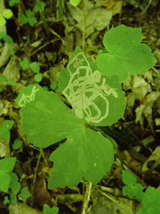 Phytomyza loewii group