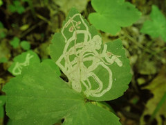 Phytomyza loewii group